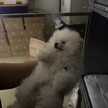 Sağlık Garantisi Olmadan Satılan Yavru Köpek Ve Giardia Nedeniyle Ölümü Telafi Talebi