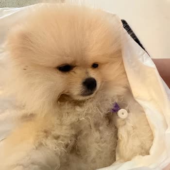 Sağlık Garantisi Olmadan Satılan Yavru Köpek Ve Giardia Nedeniyle Ölümü Telafi Talebi