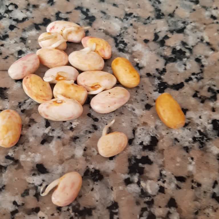 Bozuk Ve Filizlenmiş Barbunya, Cevapsız Müşteri Hizmeti Ve Tam İade Talebi