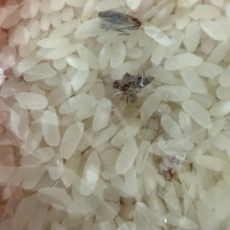 Balıkesir BİM Markette Açılmamış Pirinç Paketi İçinde Böcek Ve Larva Bulunması