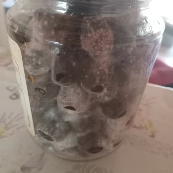Açılmamış Zeytin Kavanozunda Küflenme Ve Güven Kaybı