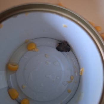 Tamek Konserve Mısırda Siyah Madde Ve Hijyen Sorunu