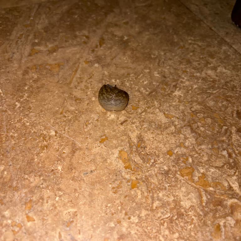 Otel Odasında Haşere Problemi Ve Hijyen Sorunu