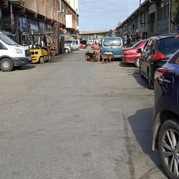 Tuzla'da Çocukları Saldıran Köpekler İçin Derhal Önlem Gerekiyor