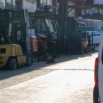 Tuzla'da Çocukları Saldıran Köpekler İçin Derhal Önlem Gerekiyor