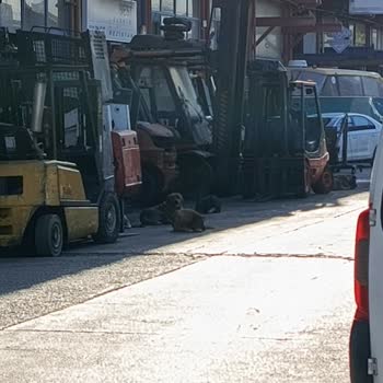 Tuzla'da Çocukları Saldıran Köpekler İçin Derhal Önlem Gerekiyor