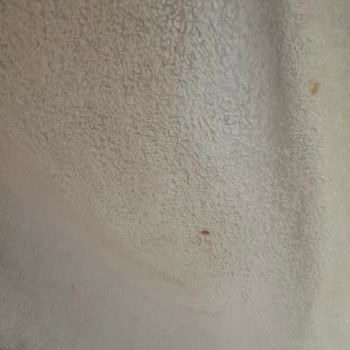 Odada Yarasa Görülmesi Ve Yetersiz Güvenlik Müdahalesi