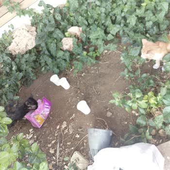 Armada AVM Yönetimi Sokak Kedilerine Yem Ve Su Verilmesini Sistematik Olarak Engelliyor
