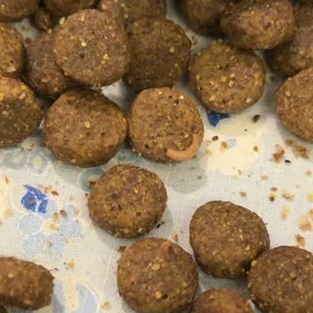 Kurtlu Köpek Maması Şikayeti Tam İade Ve Değişim Talebi
