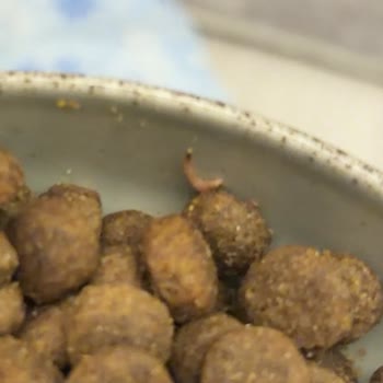 Kurtlu Köpek Maması Şikayeti Tam İade Ve Değişim Talebi