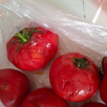 Migros'tan Çürük Domates Ve Limon Notuma Rağmen Gönderildi