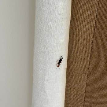 Böcekli Balkon, Paslı Banyo Ve Kirli Çarşaflar: Otel Deneyiminden Kaçının