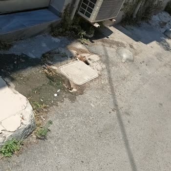 Apartman Önündeki Deliklerden Fareler Çıkıyor, Acil Asfalt Onarımı İsteniyor