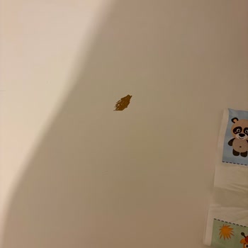 IKEA Micke Masasında 6 Ayda Kaplama Soyulması Ve Kalite Hayal Kırıklığı