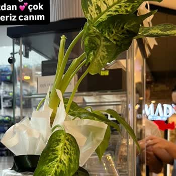 Ürün Görseli İle Teslim Edilen Bitki Arasındaki Yanıltıcı Fark