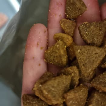 Köpek Mamasında Kedi Maması Karışıklığı