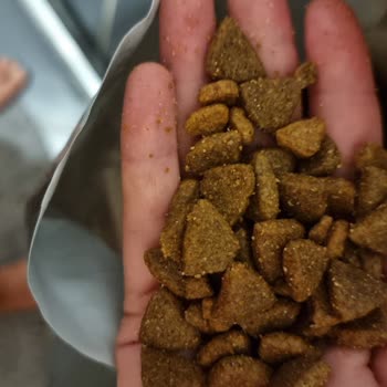 Köpek Mamasında Kedi Maması Karışıklığı