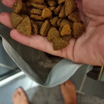 Köpek Mamasında Kedi Maması Karışıklığı