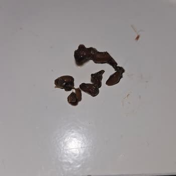 Objetos extraños en comida N&D Farmina, solicito revisión urgente