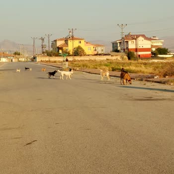 Karatay Mahallesinde Başıboş Köpekler Çocuk Güvenliğini Tehdit Ediyor