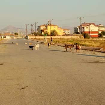 Karatay Mahallesinde Başıboş Köpekler Çocuk Güvenliğini Tehdit Ediyor