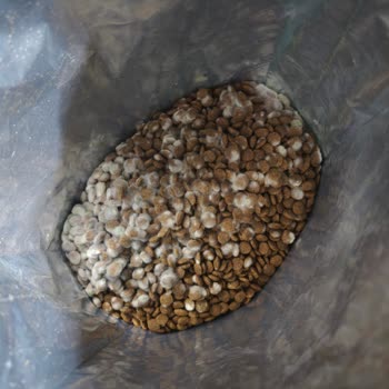 Küflü Köpek Maması İçin Geri Ödeme Ve Değişim Talebi