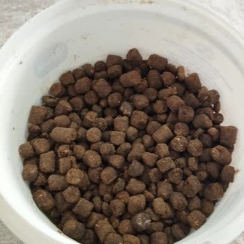 Bozulmuş Goody Köpek Maması İçin İade Talebi