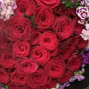 Solmuş Çiçek Ve Reddedilen İade Talebi, Saygısız Müşteri Hizmetleri