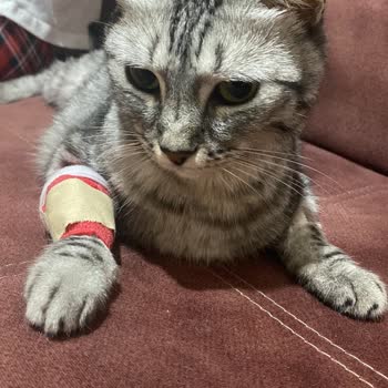 Caracal Pet Kedi Maması Sahte, Kedilerde Ağır Sağlık Sorunları
