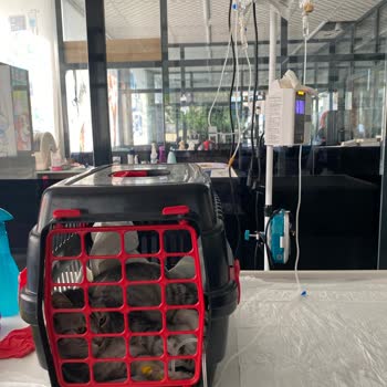 Caracal Pet Kedi Maması Sahte, Kedilerde Ağır Sağlık Sorunları