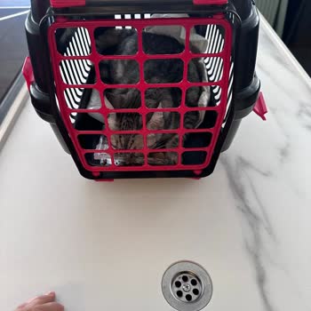 Caracal Pet Kedi Maması Sahte, Kedilerde Ağır Sağlık Sorunları