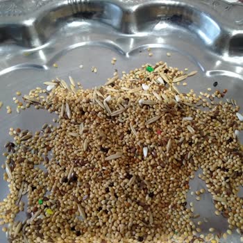 Quik Pet Food Muhabbet Kuşu Yemi Kabuğu Alınmamış Yulaflarla Akıllı Yemlikte Tıkanma Sorunu
