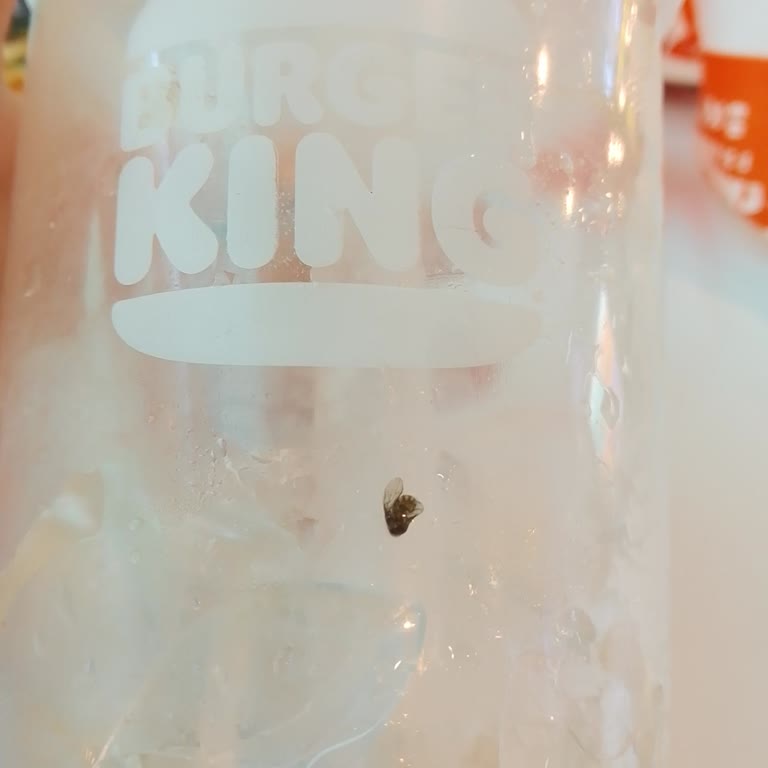 Burger King Buzlu Latte’da Ölmüş Sinek