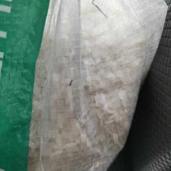 Yayla Pilavlık Pirinçte Böceklenme