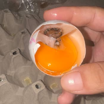 Bozuk Yumurta Satın Alınması Ve Ücret İadesi Talebi