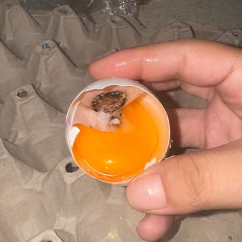 Bozuk Yumurta Satın Alınması Ve Ücret İadesi Talebi