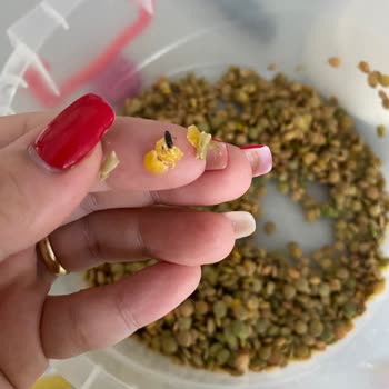 Organik Mercimekte Böcek Çıktı Sağlık Korkusu Ve İade Talebi
