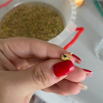 Organik Mercimekte Böcek Çıktı Sağlık Korkusu Ve İade Talebi