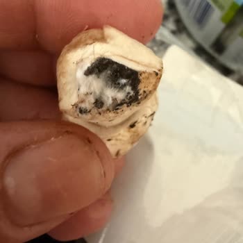 Küflü Mantar Ve Tekrarlayan Bozuk Ürün Şikayeti Mağaza Denetimi Gerekiyor
