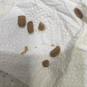 Nestle Purina Pro Plan Kedi Mamasında Yabancı Cisimler Hayati Sağlık Sorunlarına Yol Açtı