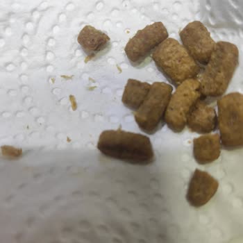 Nestle Purina Pro Plan Kedi Mamasında Yabancı Cisimler Hayati Sağlık Sorunlarına Yol Açtı