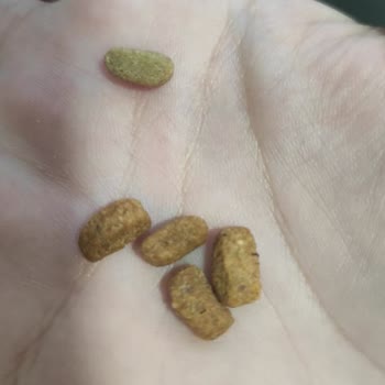 Nestle Purina Pro Plan Kedi Mamasında Yabancı Cisimler Hayati Sağlık Sorunlarına Yol Açtı