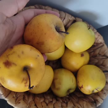 Migros Siparişimde Çürük Meyve, İade Ve Açıklama Talebi