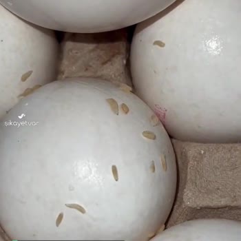 BİM, Bili Bili Markası Kurtlu Yumurta