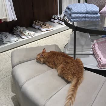 Guess Mağazasında Serbest Dolaşan Kedi Çocuğumu Tırmaladı Ve Tatilimi Mahvetti