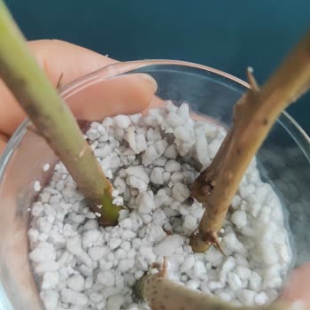Hepsiburada’da Toza Dönmüş Perlit Ve İade Seçeneğinin Kapatılması