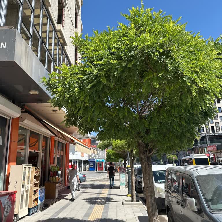 Van Ipekyolu Belediyesi Ağaç Budama İhmalı İş Yeri Görünürlüğünü Engelliyor