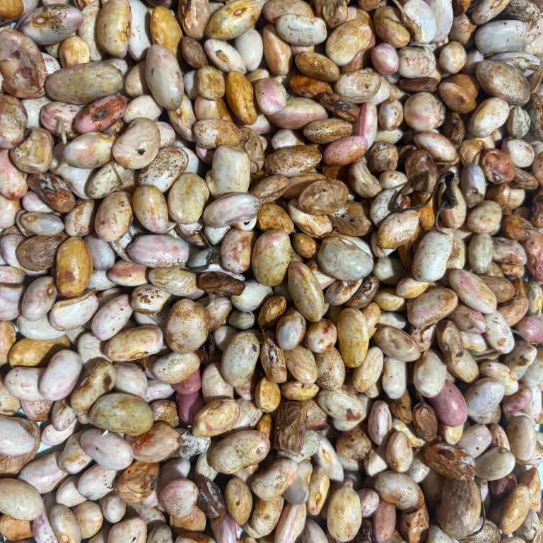 Çürük Barbunya Ve Yanıtsız Firma, 750 TL İade İsteği