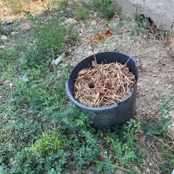 Kurumuş Fidanlar Ve Cevapsız Firma