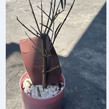 Çiçek Sepeti Ölü Zeytin Ağacı Teslimatı ve Yanıt Bekleyen Müşteri Hizmetleri